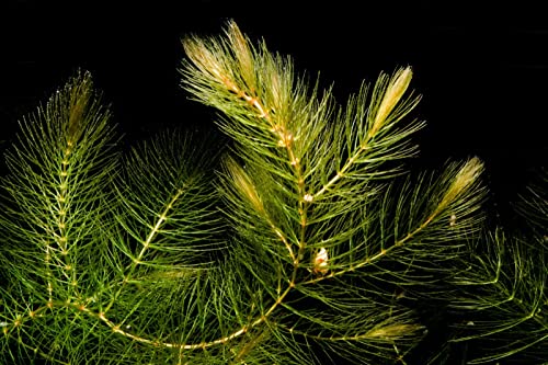 Garnelen Tom Rauhes Hornkraut, Foxtail - Ceratophyllum demersum Portion - ohne wässern einsetzbar von Garnelen Tom