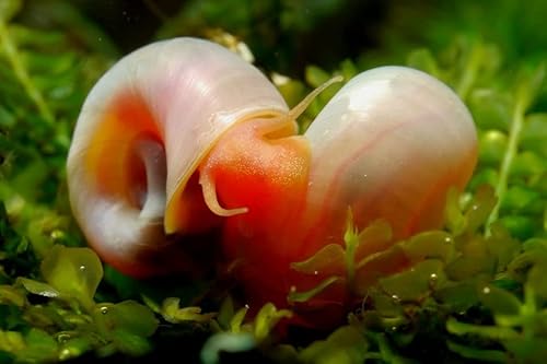 Garnelen Tom Rosa Pinke Posthornschnecke, Premium Zuchtqualität, 5 Stück von Garnelen Tom