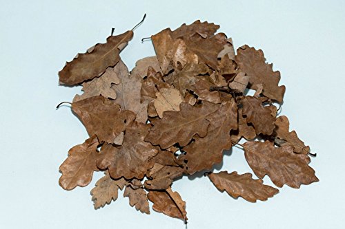 Nano Eichen Laubblätter (braun), 20 Blätter - Garnelen, Wasserschnecken und Krebsfutter von Garnelen Tom