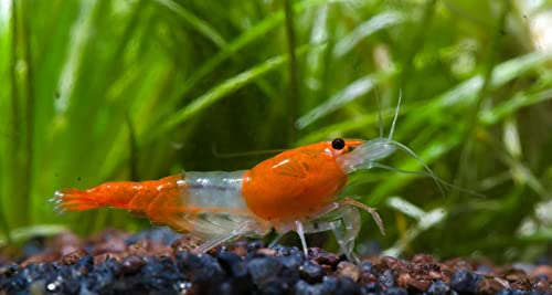 Orange Rili Garnele, 10 Stück von Garnelen Tom