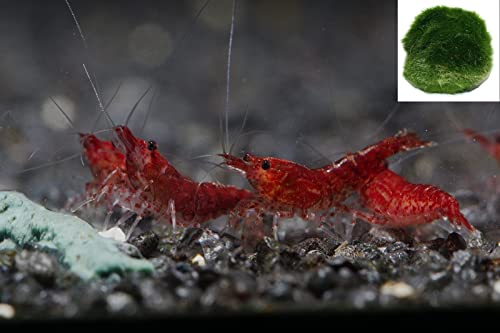 Red Fire Cherry Zwerggarnele, 10 Stück + eine Mooskugel von Garnelen Tom