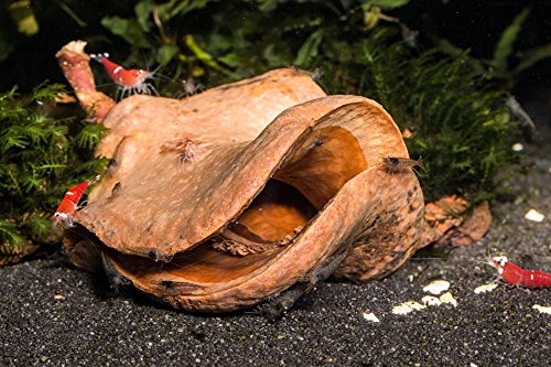 XL Froschmaulschote & Lavastein - Garnelenhöhle XL Froschmaulschote & Lavastein - Garnelenhöhle von Garnelen Tom