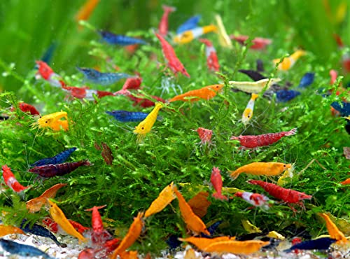 10x Neo Rainbow Mix Garnelen + Garnelen Versteckplatz - Bunte Neocaridina Ziergarnelen für Aquarium - Pflegeleicht, friedlich & vermehrungsfreudig - Ideal für Gesellschaftsbecken 10x Neo Rainbow Mix Garnelen + Garnelen Versteckplatz - Bunte Neocaridina Ziergarnelen für Aquarium - Pflegeleicht, friedlich & vermehrungsfreudig - Ideal für Gesellschaftsbecken von Garnelen