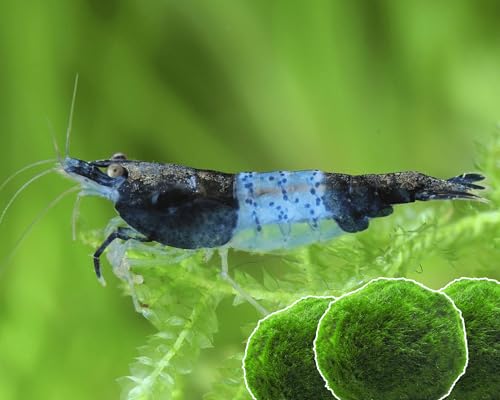 15x Neocaridina Garnelen Set + 3X Mooskugel - Farbige Ziergarnelen für Leitungswasser - Pflegeleicht & vermehrungsfreudig - Mit Cladophora Algenkugeln als Filter & Versteck im Aquarium von Garnelen