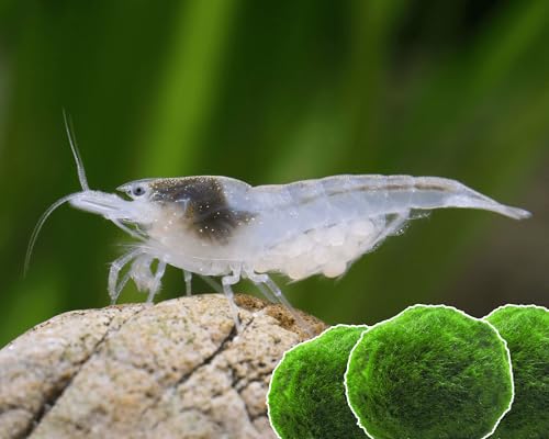 15x Neocaridina Garnelen Set + 3X Mooskugel - Farbige Ziergarnelen für Leitungswasser - Pflegeleicht & vermehrungsfreudig - Mit Cladophora Algenkugeln als Filter & Versteck im Aquarium 15x Neocaridina Garnelen Set + 3X Mooskugel - Farbige Ziergarnelen für Leitungswasser - Pflegeleicht & vermehrungsfreudig - Mit Cladophora Algenkugeln als Filter & Versteck im Aquarium von Garnelen