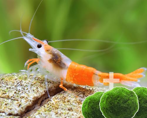 Garnelen 15x Neocaridina Set + 3X Mooskugel - Farbige Ziergarnelen für Leitungswasser - Pflegeleicht & vermehrungsfreudig - Mit Cladophora Algenkugeln als Filter & Versteck im Aquarium von Garnelen