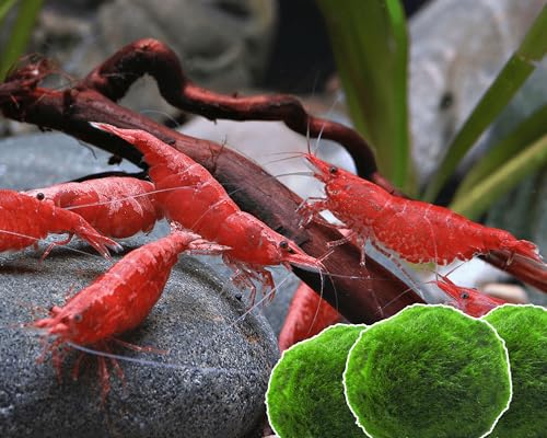 Garnelen 15x Neocaridina Set + 3X Mooskugel - Farbige Ziergarnelen für Leitungswasser - Pflegeleicht & vermehrungsfreudig - Mit Cladophora Algenkugeln als Filter & Versteck im Aquarium Garnelen 15x Neocaridina Set + 3X Mooskugel - Farbige Ziergarnelen für Leitungswasser - Pflegeleicht & vermehrungsfreudig - Mit Cladophora Algenkugeln als Filter & Versteck im Aquarium von Garnelen