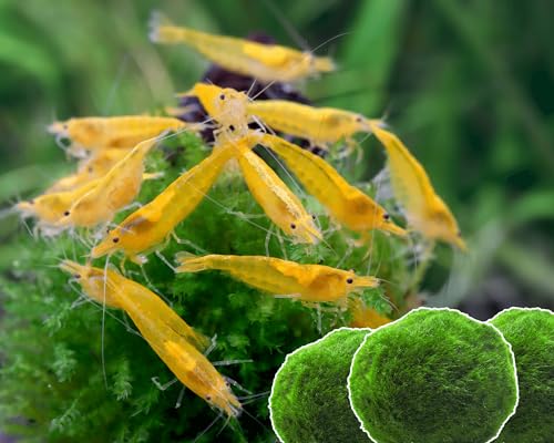 Garnelen 15x Neocaridina Set + 3X Mooskugel - Farbige Ziergarnelen für Leitungswasser - Pflegeleicht & vermehrungsfreudig - Mit Cladophora Algenkugeln als Filter & Versteck im Aquarium Garnelen 15x Neocaridina Set + 3X Mooskugel - Farbige Ziergarnelen für Leitungswasser - Pflegeleicht & vermehrungsfreudig - Mit Cladophora Algenkugeln als Filter & Versteck im Aquarium von Garnelen