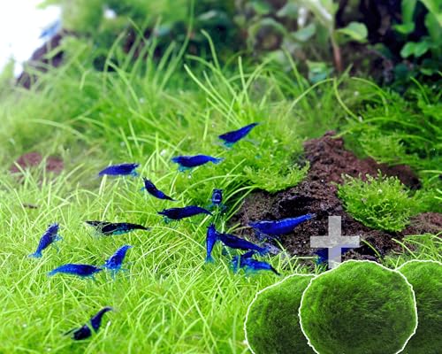 Garnelen 15x Neocaridina Set + 3X Mooskugel - Farbige Ziergarnelen für Leitungswasser - Pflegeleicht & vermehrungsfreudig - Mit Cladophora Algenkugeln als Filter & Versteck im Aquarium von Garnelen