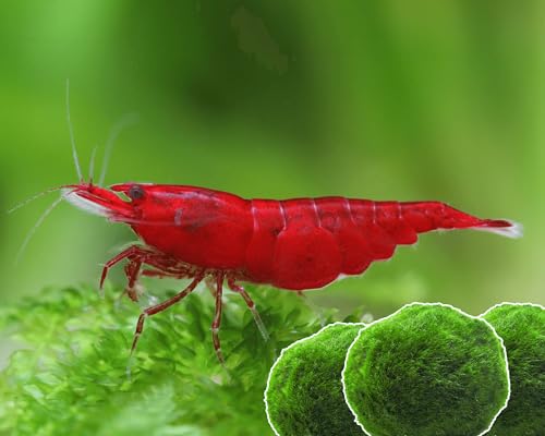Garnelen 15x Neocaridina Set + 3X Mooskugel - Farbige Ziergarnelen für Leitungswasser - Pflegeleicht & vermehrungsfreudig - Mit Cladophora Algenkugeln als Filter & Versteck im Aquarium von Garnelen