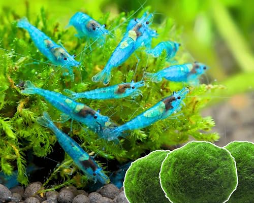 Garnelen 15x Neocaridina Set + 3X Mooskugel - Farbige Ziergarnelen für Leitungswasser - Pflegeleicht & vermehrungsfreudig - Mit Cladophora Algenkugeln als Filter & Versteck im Aquarium Garnelen 15x Neocaridina Set + 3X Mooskugel - Farbige Ziergarnelen für Leitungswasser - Pflegeleicht & vermehrungsfreudig - Mit Cladophora Algenkugeln als Filter & Versteck im Aquarium von Garnelen