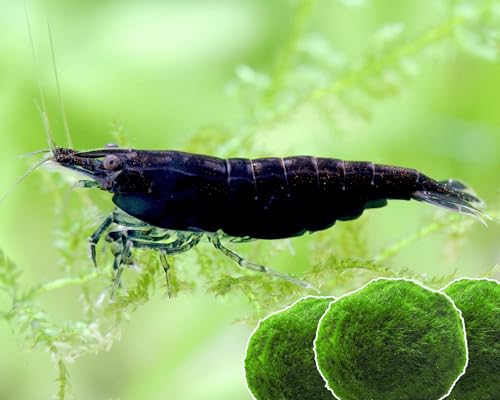 Garnelen 15x Neocaridina Set + 3X Mooskugel - Farbige Ziergarnelen für Leitungswasser - Pflegeleicht & vermehrungsfreudig - Mit Cladophora Algenkugeln als Filter & Versteck im Aquarium Garnelen 15x Neocaridina Set + 3X Mooskugel - Farbige Ziergarnelen für Leitungswasser - Pflegeleicht & vermehrungsfreudig - Mit Cladophora Algenkugeln als Filter & Versteck im Aquarium von Garnelen