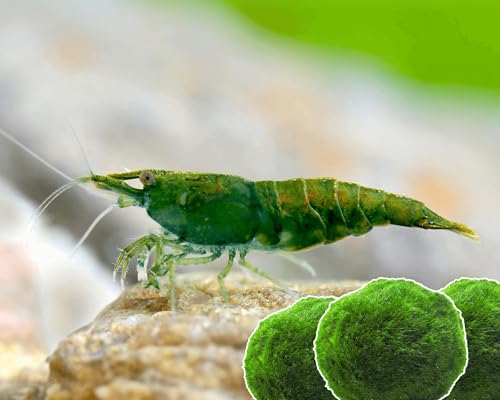 Garnelen 15x Neocaridina Set + 3X Mooskugel - Farbige Ziergarnelen für Leitungswasser - Pflegeleicht & vermehrungsfreudig - Mit Cladophora Algenkugeln als Filter & Versteck im Aquarium von Garnelen