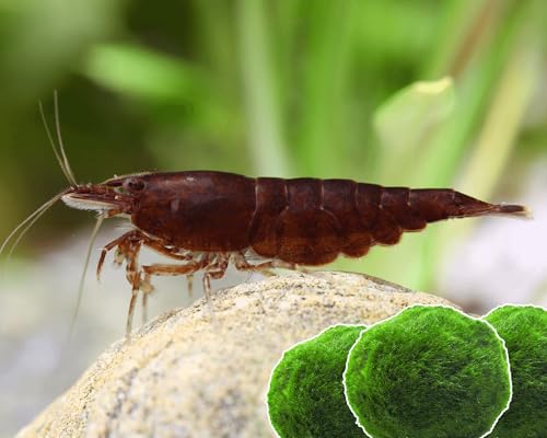 Garnelen 15x Neocaridina Set + 3X Mooskugel - Farbige Ziergarnelen für Leitungswasser - Pflegeleicht & vermehrungsfreudig - Mit Cladophora Algenkugeln als Filter & Versteck im Aquarium von Garnelen