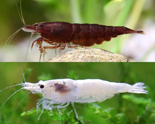 Garnelen Chocolate & Vanilla - Neocaridina Set - Schoko Sakura & Snowstorm Zwerggarnelen - Pflegeleichte & kontrastreiche Ziergarnelen für Aquarium & Aquascaping - 10+10 Garnelen Chocolate & Vanilla - Neocaridina Set - Schoko Sakura & Snowstorm Zwerggarnelen - Pflegeleichte & kontrastreiche Ziergarnelen für Aquarium & Aquascaping - 10+10 von Garnelen