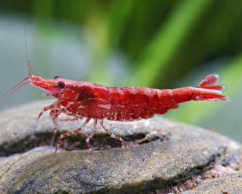 Garnelen Einsteigergarnelen Neocaridina davidi - lebend Zwerggarnelen für das Aquarium - 5er Pack, Farbe hell rot von Garnelen