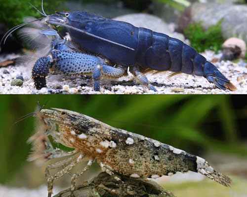 Garnelen Fächergarnelen Set,Natürliche Filter - 2X Gabun (Atya gabonensis) + 3X Molukken (Atyopsis moluccensis) - Friedliche Aquarium Natürlicher Filter & Blickfang im Strömungsbecken von Garnelen
