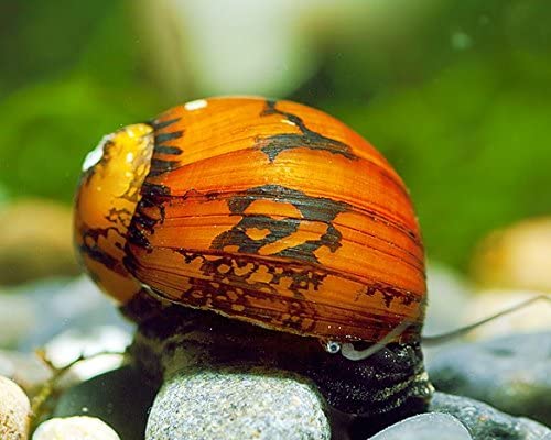 Garnelen Rennschnecken Mix - Algenvernichter - Aquarium Schnecken - Algenvernichter Aquarium Algenbekämpfung, Menge:24 STK. Garnelen Rennschnecken Mix - Algenvernichter - Aquarium Schnecken - Algenvernichter Aquarium Algenbekämpfung, Menge:24 STK. von Garnelen