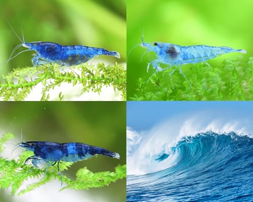 Garnelen Set - Blue Wave Neocaridina Set - 5× Blue Jelly + 5× Blue Dream + 5× Blue Black Rili - Zwerggarnelen für Aquarium - Pflegeleicht, friedlich & robust - Ideal für Gesellschaftsbecken von Garnelen