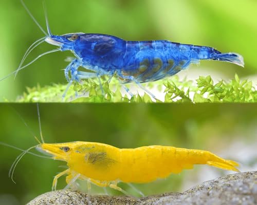 Garnelen Set für Leitungswasser & hartes Wasser - Blue Dream, Yellow Fire, White Pearl & Amanogarnele - Pflegeleichte Neocaridina Garnelen für Anfänger im Aquarium - 10-30L Garnelen Set für Leitungswasser & hartes Wasser - Blue Dream, Yellow Fire, White Pearl & Amanogarnele - Pflegeleichte Neocaridina Garnelen für Anfänger im Aquarium - 10-30L von Garnelen