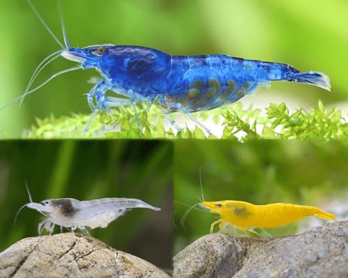 Garnelen Set für Leitungswasser & hartes Wasser - Blue Dream, Yellow Fire, White Pearl & Amanogarnele - Pflegeleichte Neocaridina Garnelen für Anfänger im Aquarium - 30-60L Garnelen Set für Leitungswasser & hartes Wasser - Blue Dream, Yellow Fire, White Pearl & Amanogarnele - Pflegeleichte Neocaridina Garnelen für Anfänger im Aquarium - 30-60L von Garnelen