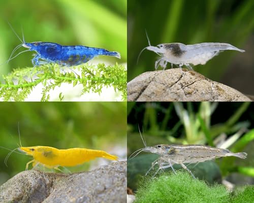 Garnelen Set für Leitungswasser & hartes Wasser - Blue Dream, Yellow Fire, White Pearl & Amanogarnele - Pflegeleichte Neocaridina Garnelen für Anfänger im Aquarium - mehr als 60L Garnelen Set für Leitungswasser & hartes Wasser - Blue Dream, Yellow Fire, White Pearl & Amanogarnele - Pflegeleichte Neocaridina Garnelen für Anfänger im Aquarium - mehr als 60L von Garnelen