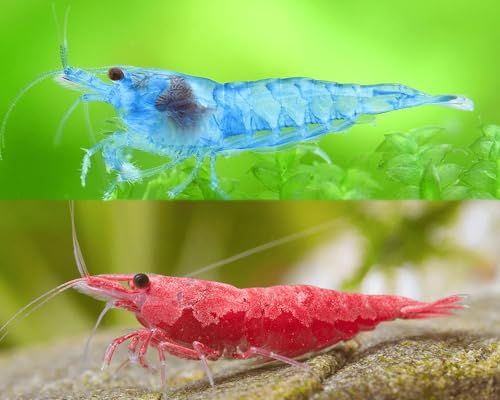 Garnelen Set für Leitungswasser & hartes Wasser - Red Sakura, Blue Jelly, Orange Fire & Amanogarnelen - Pflegeleichte Neocaridina für Anfänger im Aquarium - 10-30L Garnelen Set für Leitungswasser & hartes Wasser - Red Sakura, Blue Jelly, Orange Fire & Amanogarnelen - Pflegeleichte Neocaridina für Anfänger im Aquarium - 10-30L von Garnelen