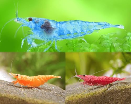 Garnelen Set für Leitungswasser & hartes Wasser - Red Sakura, Blue Jelly, Orange Fire & Amanogarnelen - Pflegeleichte Neocaridina für Anfänger im Aquarium - 30-60L Garnelen Set für Leitungswasser & hartes Wasser - Red Sakura, Blue Jelly, Orange Fire & Amanogarnelen - Pflegeleichte Neocaridina für Anfänger im Aquarium - 30-60L von Garnelen