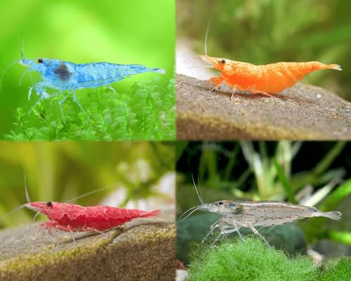 Garnelen Set für Leitungswasser & hartes Wasser - Red Sakura, Blue Jelly, Orange Fire & Amanogarnelen - Pflegeleichte Neocaridina für Anfänger im Aquarium - mehr als 60L Garnelen Set für Leitungswasser & hartes Wasser - Red Sakura, Blue Jelly, Orange Fire & Amanogarnelen - Pflegeleichte Neocaridina für Anfänger im Aquarium - mehr als 60L von Garnelen