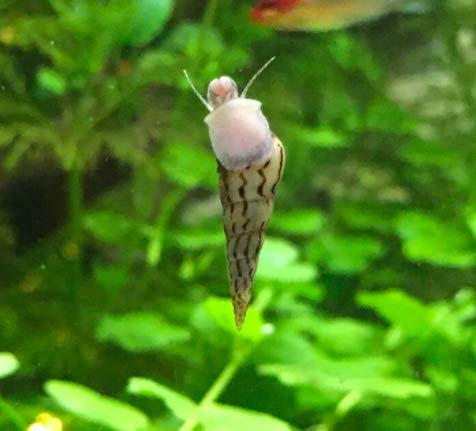 Garnelen Turmdeckelschnecken Mix - Bodenpflege - Aquarium Schnecken - Bodenpflege Trupp, Menge:24 STK. von Garnelen