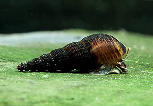 Garnelen Turmdeckelschnecken Mix - Bodenpflege - Aquarium Schnecken - Bodenpflege Trupp, Menge:6 STK. von Garnelen