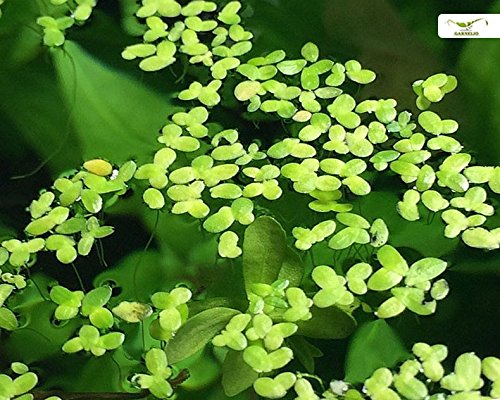 Algenhemmende, winterharte Schwimmpflanze für Teich und Aquarium - Wasserlinsen - Lemna Minor - schnelle Vermehrung - super als Futterpflanze - Garnelio Portion Algenhemmende, winterharte Schwimmpflanze für Teich und Aquarium - Wasserlinsen - Lemna Minor - schnelle Vermehrung - super als Futterpflanze - Garnelio Portion von Garnelio Moose & Schwimmpflanzen