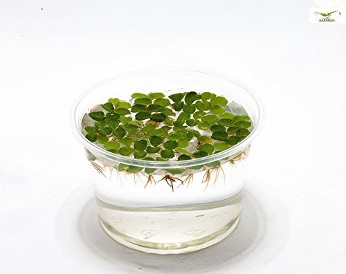 Hübsche Schwimmpflanze für Teich und Aquarium - Büschelfarn Nano - Salvia natans - Garnelio Portion Hübsche Schwimmpflanze für Teich und Aquarium - Büschelfarn Nano - Salvia natans - Garnelio Portion von Garnelio Moose & Schwimmpflanzen