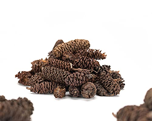 Garnelio - Erlenzapfen - 10 st. - Garnelen Futter Garnelio - Erlenzapfen - 10 st. - Garnelen Futter von Garnelio Naturprodukte