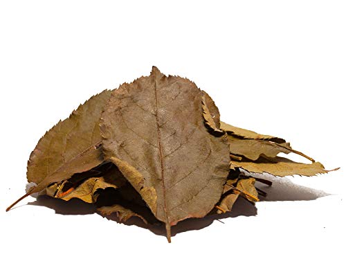 Garnelio Naturprodukte Apfelbaumblätter, 20 Blätter von Garnelio Naturprodukte