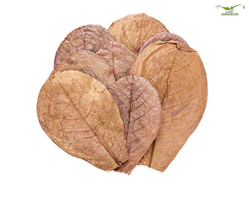 Garnelio Naturprodukte Seemandelbaum Blätter/Catappa Blätter - small - 12 STK Garnelio Naturprodukte Seemandelbaum Blätter/Catappa Blätter - small - 12 STK von Garnelio Naturprodukte