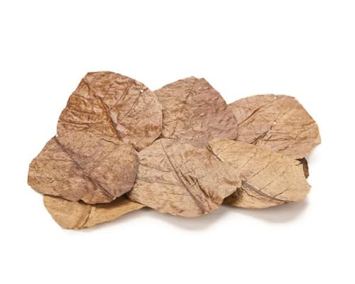 Garnelio Seemandelbaumblätter/Catappa Blätter - für Aquarium - reich an Huminstoffen und Gerbstoffen - unterstützend bei akuten Erkrankungen - Large 12-15 cm lang von Garnelio Naturprodukte