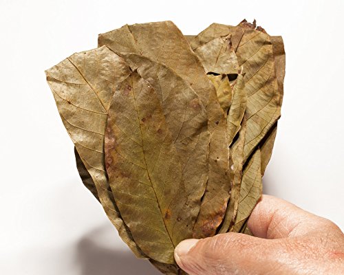 Premium Walnusslaub, 20 Blätter! Laub für das Garnelen, Krebse und Wels Aquarium Premium Walnusslaub, 20 Blätter! Laub für das Garnelen, Krebse und Wels Aquarium von Garnelio Naturprodukte