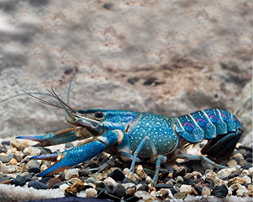 Garnelio - 1 Paar Rotscherenkrebs - Cherax quadricarinatus Garnelio - 1 Paar Rotscherenkrebs - Cherax quadricarinatus von Garnelio Tiere