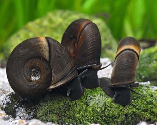 Garnelio - 10x Teich Posthornschnecke - Planorbella duryi duryi von Garnelio Tiere