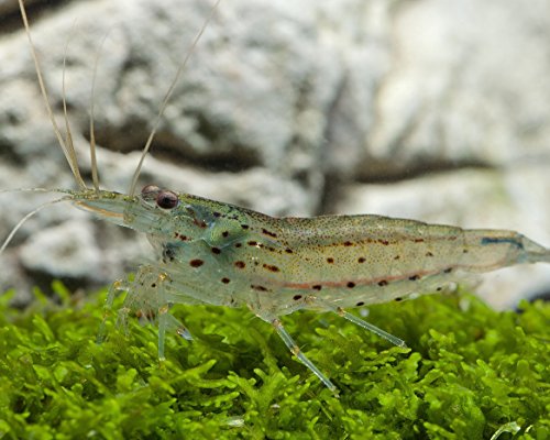 Garnelio - Amanogarnele - Caridina Japonica - 5er Gruppe Garnelio - Amanogarnele - Caridina Japonica - 5er Gruppe von Garnelio Tiere