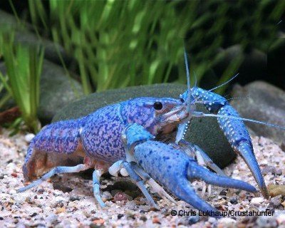 Garnelio - Blauer Floridakrebs - Procambarus alleni - 1 Pärchen Garnelio - Blauer Floridakrebs - Procambarus alleni - 1 Pärchen von Garnelio Tiere