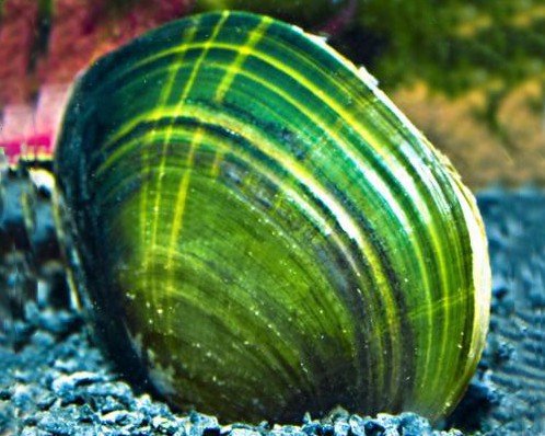 Garnelio - Grüne Süßwassermuschel - Cristaria discoidea - 3er Gruppe von Garnelio Tiere