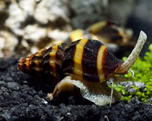Garnelio - Raubschnecke - Anentome Helena - 3er Gruppe von Garnelio Tiere
