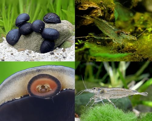 Aquarium Algenfresser Set | 5 Amanogarnelen & 5 Anthrazit-Napfschnecken gegen Algen & Biofilme | Natürliche Reinigung für Aquascapes & Pflanzenaquarien ab 54L | Effektive Algenkontrolle ohne Chemie Aquarium Algenfresser Set | 5 Amanogarnelen & 5 Anthrazit-Napfschnecken gegen Algen & Biofilme | Natürliche Reinigung für Aquascapes & Pflanzenaquarien ab 54L | Effektive Algenkontrolle ohne Chemie von Garnelio