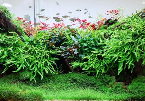 Aquarium Pflanzen Komplettset | 6X Mini Nadelsimse Eleocharis parvula + 27 cm Pinzette | Für dichten grünen Rasen im Aquascape | InVitro, algenfrei & ideal für Garnelen- & Nanoaquarien bis 200 L Aquarium Pflanzen Komplettset | 6X Mini Nadelsimse Eleocharis parvula + 27 cm Pinzette | Für dichten grünen Rasen im Aquascape | InVitro, algenfrei & ideal für Garnelen- & Nanoaquarien bis 200 L von Garnelio