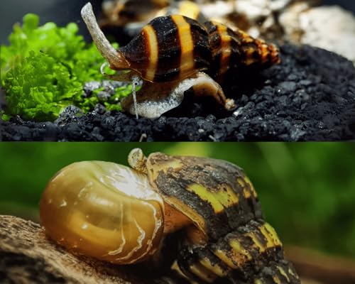 Aquarium Schneckenfresser Set | 10 Raubschnecken (Clea helena) gegen Schneckenplage | Natürlich Schnecken im Aquarium reduzieren ohne Chemie | Pflanzenaquarien, Gesellschaftsbecken & Aquascapes ab 30L von Garnelio