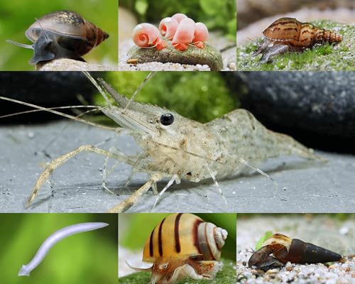 Aquarium Schneckenfresser Set | 3 Rotscherengarnelen (Macrobrachium) gegen Schnecken & Planarien | Natürliche Kontrolle von Blasen-, Posthorn- & Turmdeckelschnecken ohne Chemie | Für Aquarien ab 40L von Garnelio