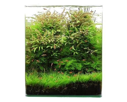 Garnelen Aquariumpflanzen Set für 20-60 L - Eleocharis parvula Mini, Alternanthera reineckii Mini, Javamoos & Rotala - InVitro & Garnelensicher - Struktur, Farbe & Rückzugsorte im Aquarium Garnelen Aquariumpflanzen Set für 20-60 L - Eleocharis parvula Mini, Alternanthera reineckii Mini, Javamoos & Rotala - InVitro & Garnelensicher - Struktur, Farbe & Rückzugsorte im Aquarium von Garnelio