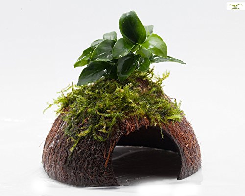 Garnelio - 'Bonsai' Moos Höhle/Coco Shell - Kokosnuss mit Xmas Moos & Bonsei Speerblatt bewachsen/Höhle Aquarium Deko Garnelio - 'Bonsai' Moos Höhle/Coco Shell - Kokosnuss mit Xmas Moos & Bonsei Speerblatt bewachsen/Höhle Aquarium Deko von Garnelio